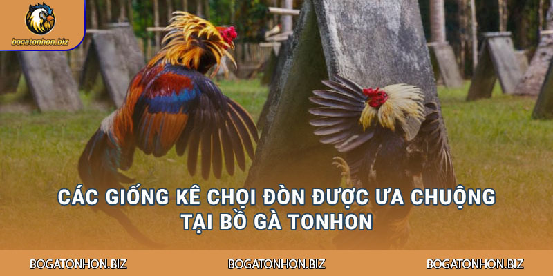 Đá Gà Đòn Tại Bồ Gà Tonhon - Tổng Hợp Các Cách Lựa Chọn Kê Chiến 1 Các giống kê chọi đòn được ưa chuộng tại Bồ Gà Tonhon