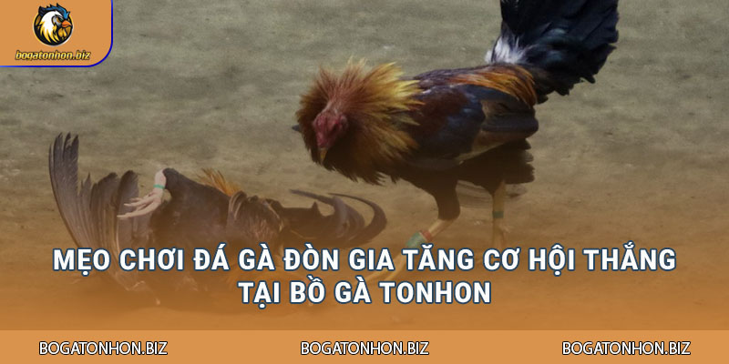 Đá Gà Đòn Tại Bồ Gà Tonhon - Tổng Hợp Các Cách Lựa Chọn Kê Chiến 2 Một số cách để đánh giá khả năng chiến đấu chiến kê tại Bồ Gà Tonhon